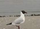 VWG vogelreis Oost Duitsland mei 2010 020